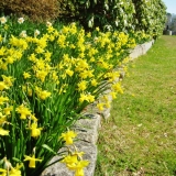 Spohr Gardens Daffodil Days
