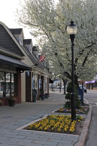 Photo courtesy of Pat O’Connell - Main Street with flowering trees